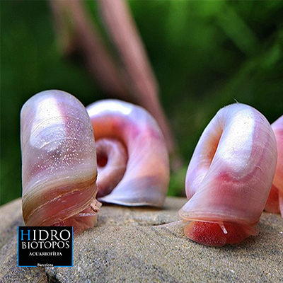 CARACOL PLANORBIS ROSA