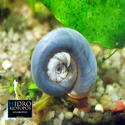 CARACOL PLANORBIS AZUL